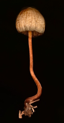 Psilocybe mexicana