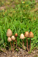 Psilocybe mexicana
