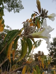Ipomoea