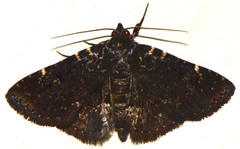 Metalectra tantillus