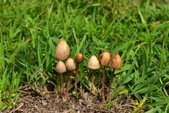 Psilocybe mexicana
