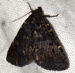 Metalectra tantillus