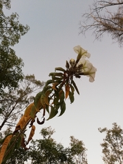 Ipomoea