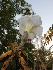 Ipomoea
