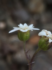 Leucheria cumingii