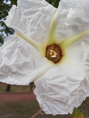 Ipomoea