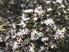 Nematolepis ovatifolia