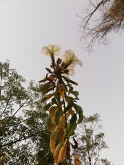 Ipomoea