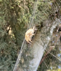 Araneus gemma