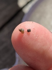 Pyrgulopsis bacchus