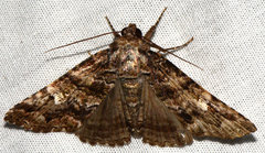 Metria amella