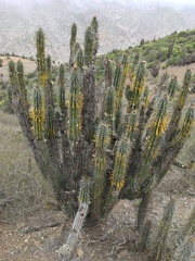 Eulychnia taltalensis