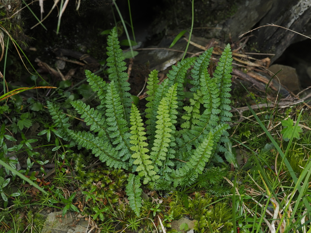 Polystichum lachenense