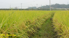 Oryza sativa