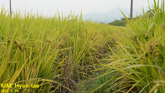 Oryza sativa