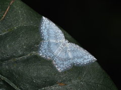 Leucodrepana serratilinea