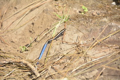 Plestiodon bilineatus