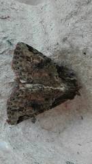 Stibaera
