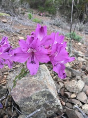 Alstroemeria violacea