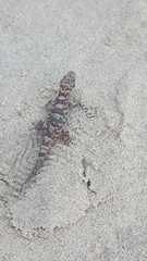 Phyllodactylus unctus