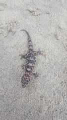 Phyllodactylus unctus