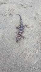 Phyllodactylus unctus