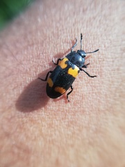 Episcapha quadrimacula