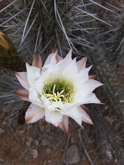 Trichocereus deserticola