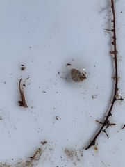 Pyrgulopsis bacchus