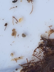 Pyrgulopsis bacchus