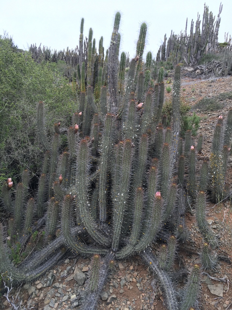 Trichocereus