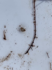 Pyrgulopsis bacchus