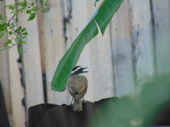 Pitangus sulphuratus