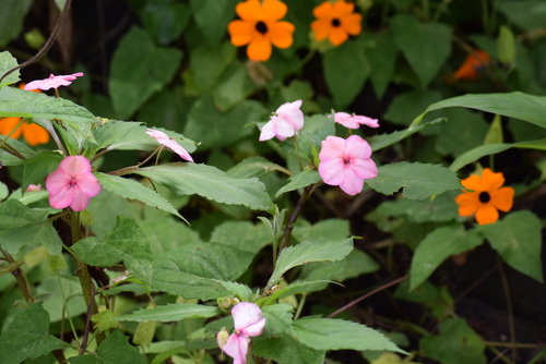 Impatiens walleriana