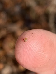 Pyrgulopsis bacchus
