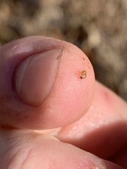 Pyrgulopsis bacchus