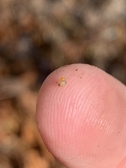 Pyrgulopsis bacchus