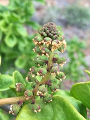 Anisomeria littoralis