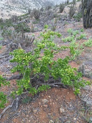 Anisomeria littoralis