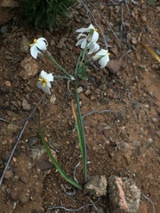 Leucocoryne appendiculata
