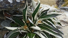 Celmisia verbascifolia