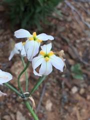 Leucocoryne appendiculata