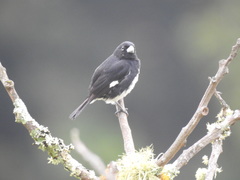 Sporophila luctuosa