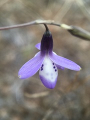 Conanthera campanulata