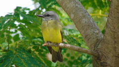 Tyrannus melancholicus