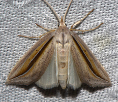 Doryodes bistrialis