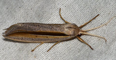Doryodes bistrialis