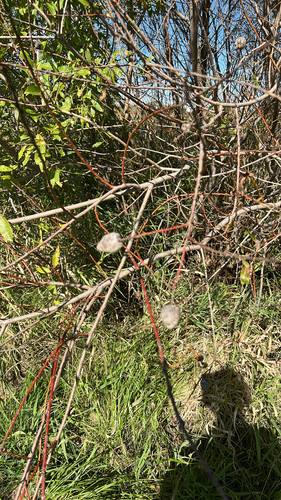Unknown species found near Northfield, MN, US