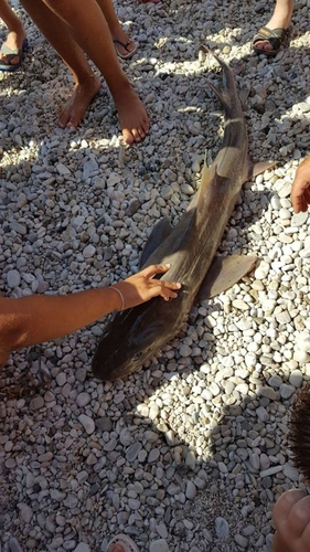 Photo of Blackspotted Smooth-Hound (Mustelus punctulatus)