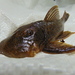 Chaetostoma anale - Photo (c) mariovargas, some rights reserved (CC BY-NC)